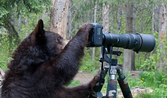 bear-nature-photographer